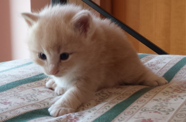 Cucciolo Gatto delle Foreste Norvegesi disponibile Vladimiro Cucciolo Gatto delle Foreste Norvegesi disponibile Vladimiro 4 b