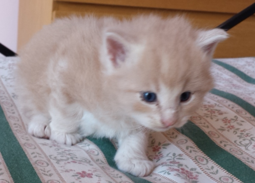Cucciolo Gatto delle Foreste Norvegesi disponibile Vladimiro Cucciolo Gatto delle Foreste Norvegesi disponibile Vladimiro 4 c