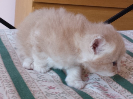 Cucciolo Gatto delle Foreste Norvegesi disponibile Vladimiro Cucciolo Gatto delle Foreste Norvegesi disponibile Vladimiro 4 d