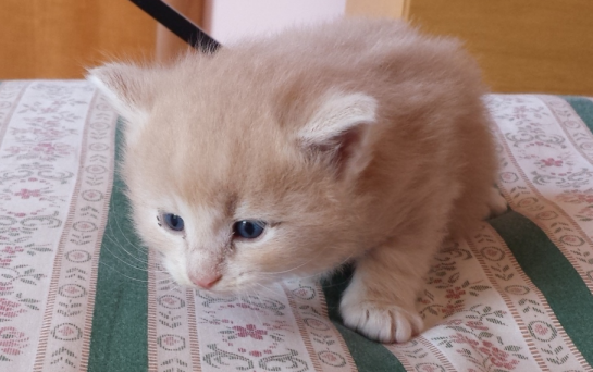 Cucciolo Gatto delle Foreste Norvegesi disponibile Vladimiro Cucciolo Gatto delle Foreste Norvegesi disponibile Vladimiro 4 e