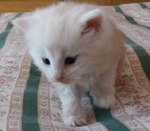 Cucciolo Gatto delle Foreste Norvegesi disponibile van der Waals Cucciolo Gatto delle Foreste Norvegesi disponibile van der Waals 4 b