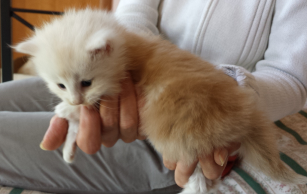 Cucciolo Gatto delle Foreste Norvegesi disponibile van der Waals Cucciolo Gatto delle Foreste Norvegesi disponibile van der Waals 4 d