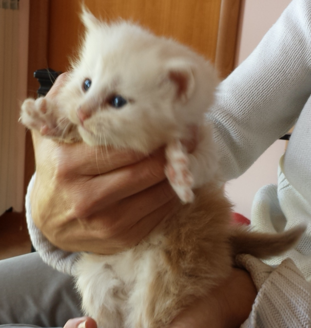 Cucciolo Gatto delle Foreste Norvegesi disponibile van der Waal Cucciolo Gatto delle Foreste Norvegesi disponibile van der Waals 4 e