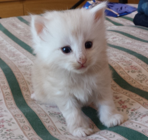 Cucciolo Gatto delle Foreste Norvegesi disponibile van der Waals Cucciolo Gatto delle Foreste Norvegesi disponibile van der Waals 4 ee