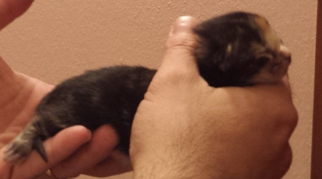 Cucciolo Gatto Delle Foreste norvegesi Vega 1-b