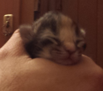 Cucciolo Gatto Delle Foreste norvegesi Vega 1-c