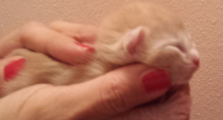 Cucciolo Gatto Delle Foreste norvegesi Venerdi 1-a