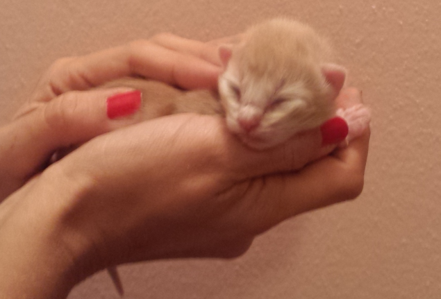 Cucciolo Gatto Delle Foreste norvegesi Venerdi 1-b