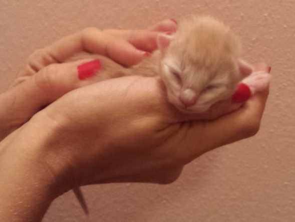 Cucciolo Gatto Delle Foreste norvegesi Venerdi 1-c