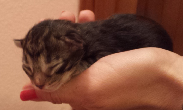 Cucciolo Gatto Delle Foreste norvegesi Viola 1-c