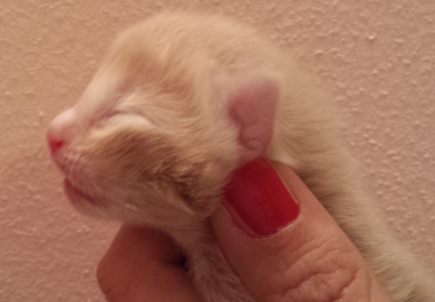 Cucciolo Gatto Delle Foreste norvegesi Vladimiro 1-a