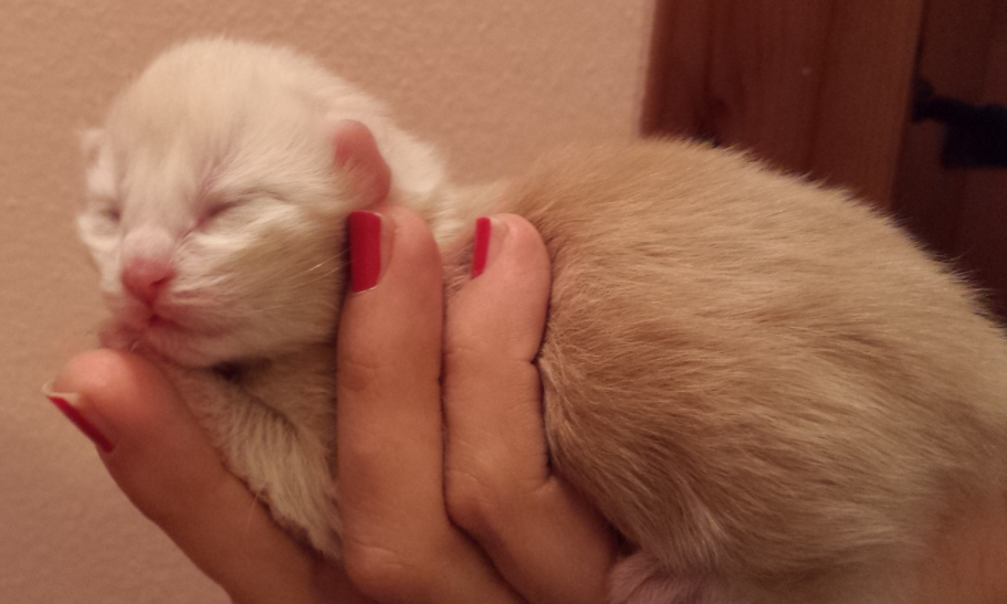 Cucciolo Gatto Delle Foreste norvegesi van der Waals 1-a