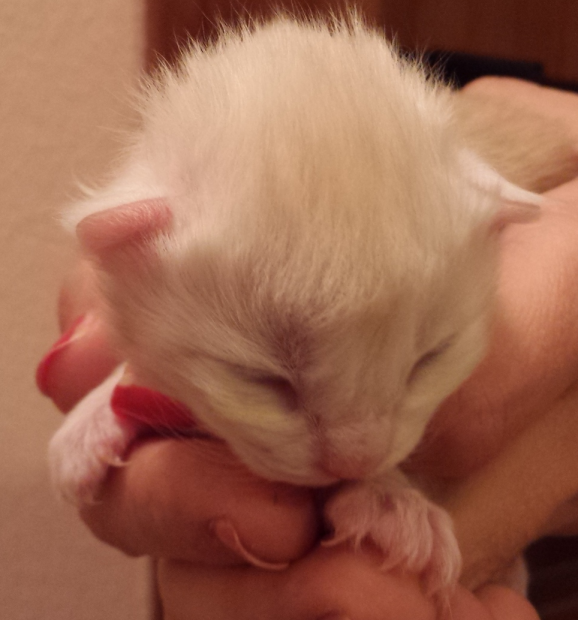 Cucciolo Gatto Delle Foreste norvegesi van der Waals 1-c