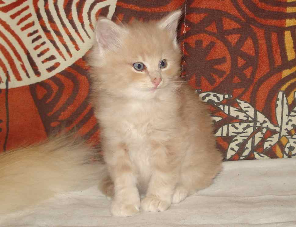 Cucciolo gatto Delle Foreste norvegese disponibile Vladimiro 7a