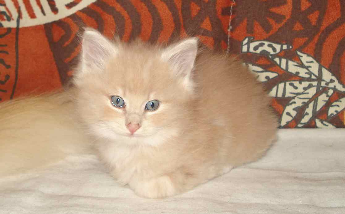 Cucciolo gatto Delle Foreste norvegese disponibile Vladimiro 7b
