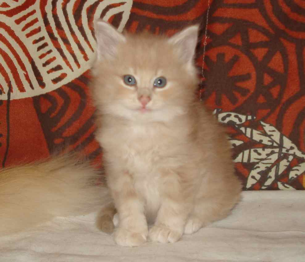 Cucciolo gatto Delle Foreste norvegese disponibile Vladimiro 7d