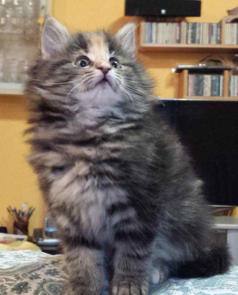 Cucciolo Gatto delle Foreste Norvegesi Vega 8a