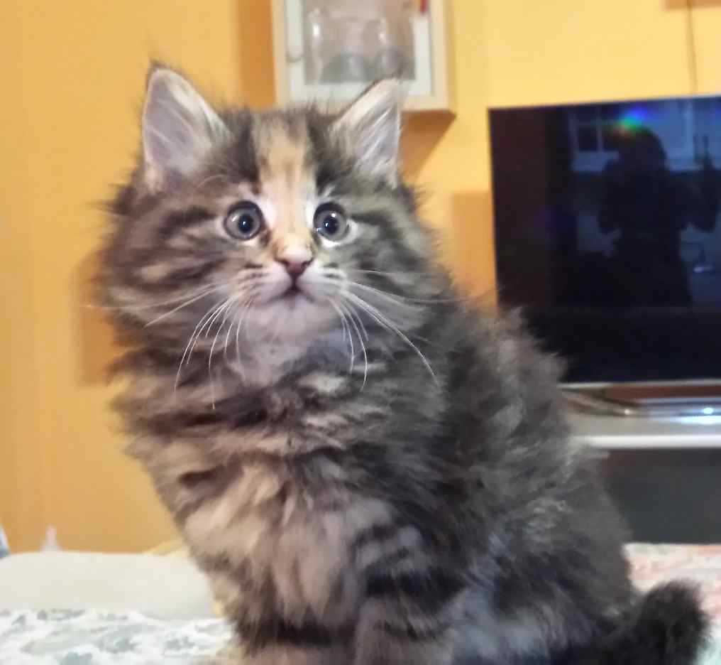 Cucciolo Gatto delle Foreste Norvegesi Vega 8b