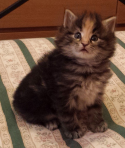 Cucciolo Gatto delle Foreste Norvegesi Vega Disponibile 5 a