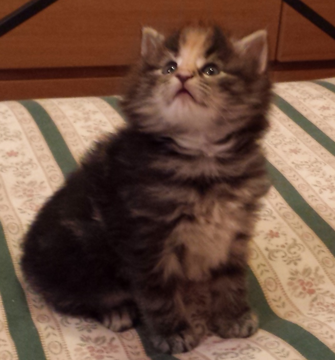 Cucciolo Gatto delle Foreste Norvegesi Vega Disponibile 5 b