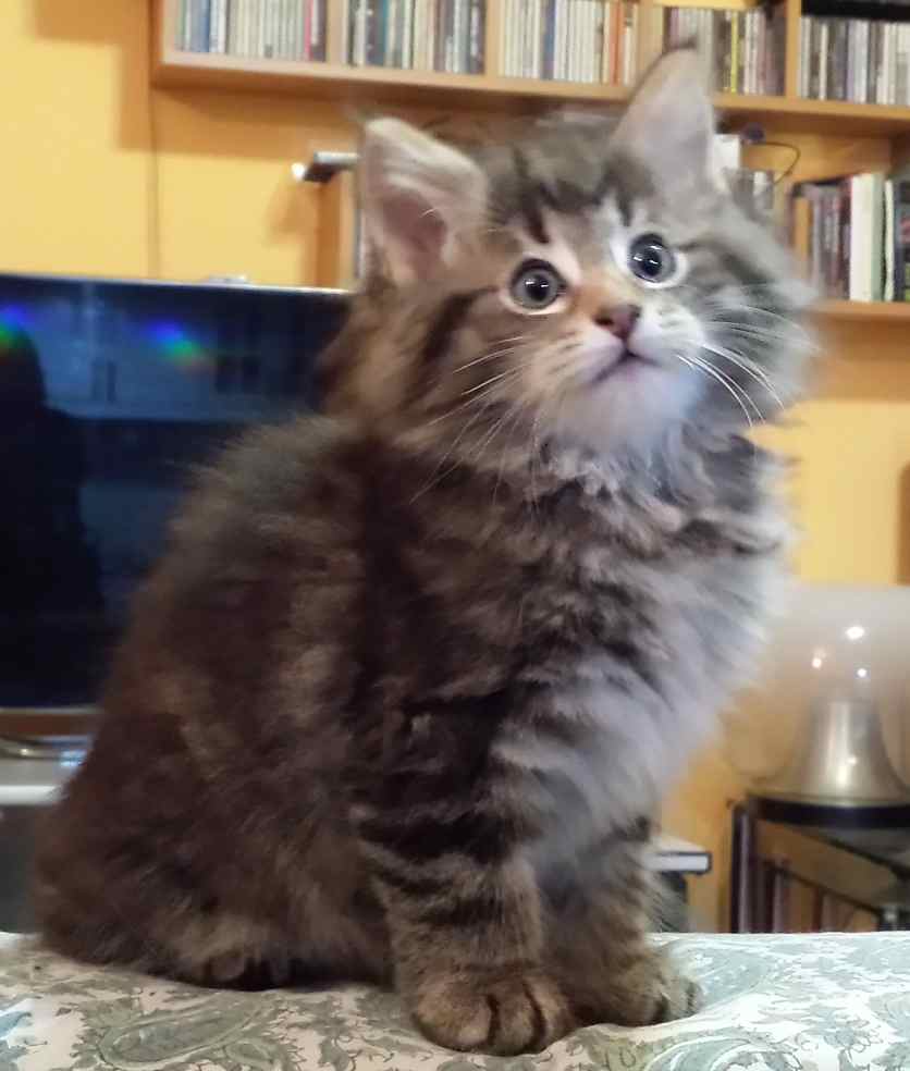 Cucciolo Gatto delle Foreste Norvegesi Viola 8a