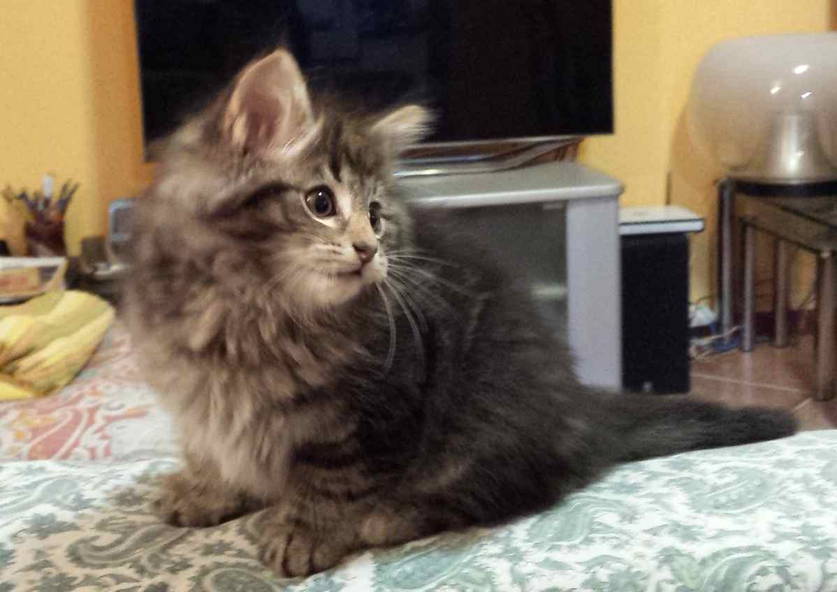 Cucciolo Gatto delle Foreste Norvegesi Viola 8c