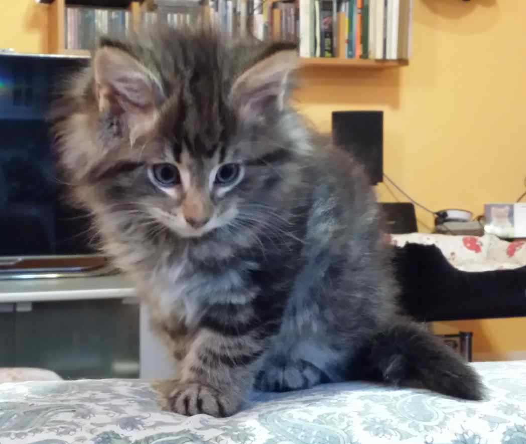 Cucciolo Gatto delle Foreste Norvegesi Viola 8e
