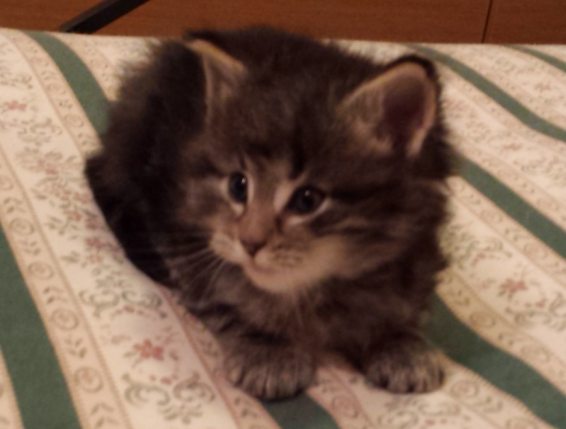 Cucciolo Gatto delle Foreste Norvegesi Viola Disponibile 5 a