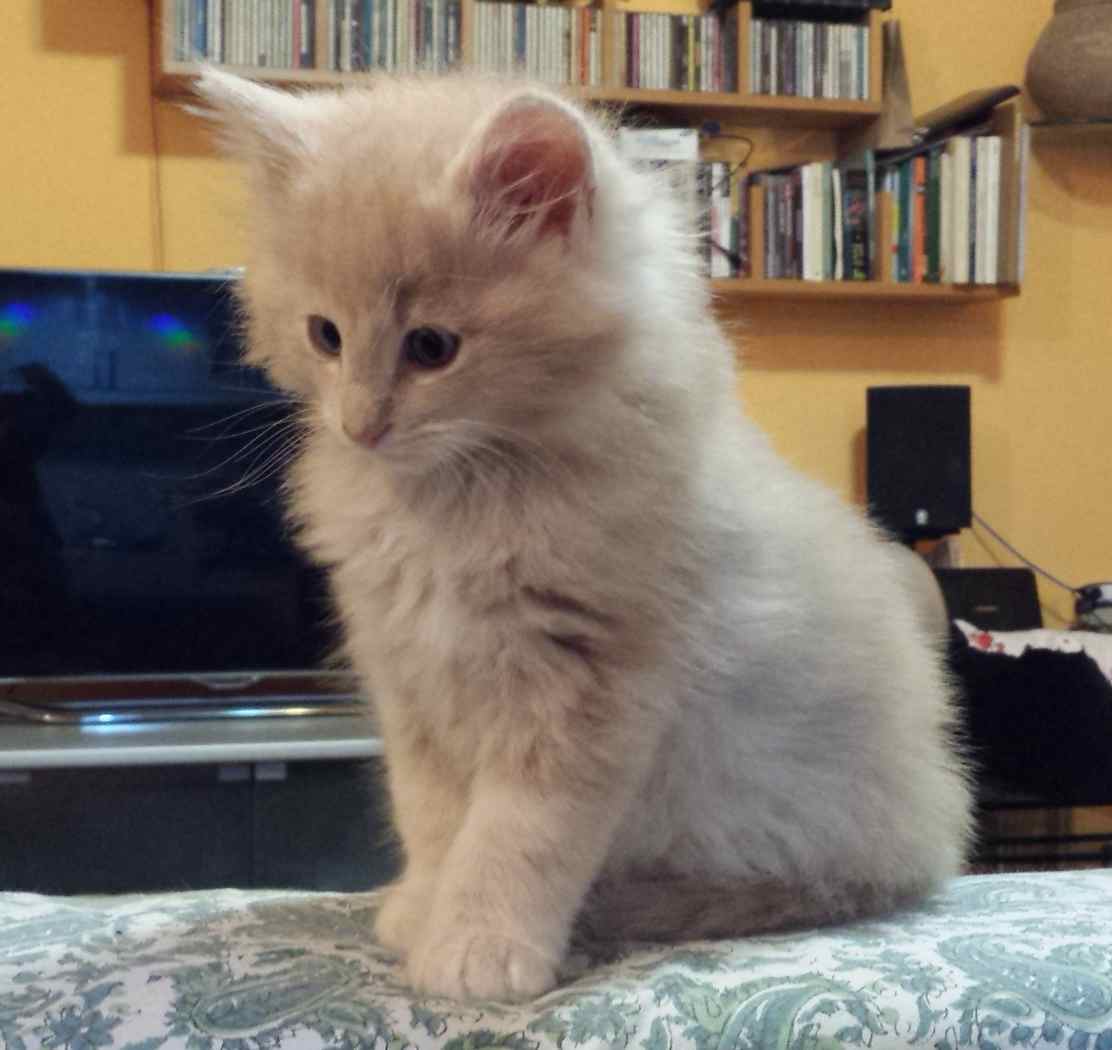 Cucciolo Gatto delle Foreste Norvegesi Vladimiro 8a