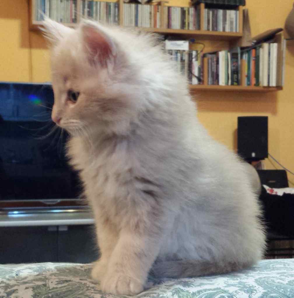 Cucciolo Gatto delle Foreste Norvegesi Vladimiro 8b
