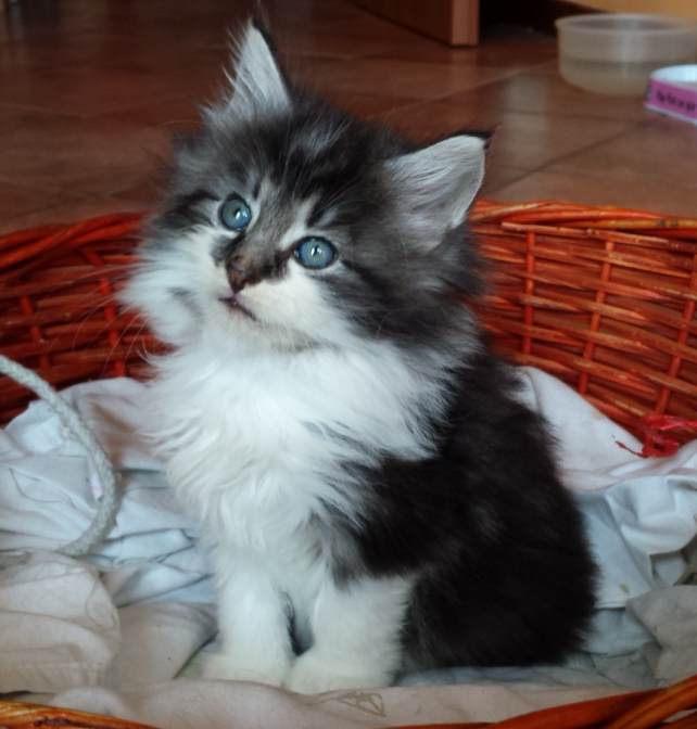 Cucciolo Gatto delle Foreste Norvegesi disponibile Uguccione 6 a