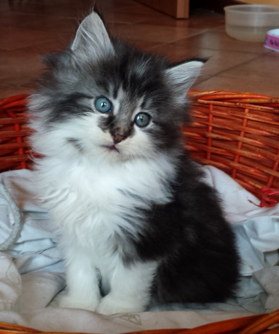 Cucciolo Gatto delle Foreste Norvegesi disponibile Uguccione 6 b