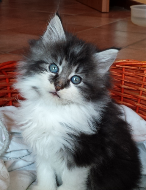 Cucciolo Gatto delle Foreste Norvegesi disponibile Uguccione 6 c