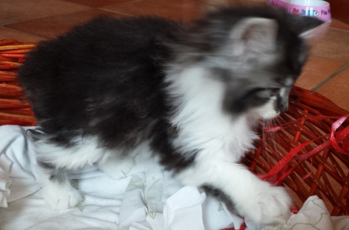 Cucciolo Gatto delle Foreste Norvegesi disponibile Uguccione 6 d