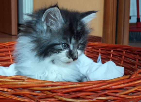 Cucciolo Gatto delle Foreste Norvegesi disponibile Uguccione 6 e