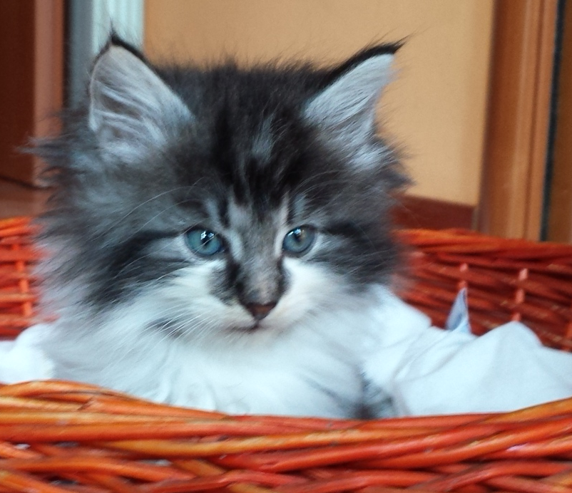 Cucciolo Gatto delle Foreste Norvegesi disponibile Uguccione 6 f