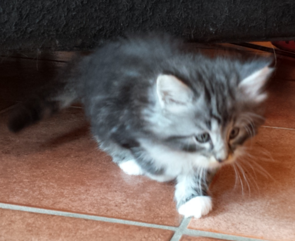 Cucciolo Gatto delle Foreste Norvegesi disponibile Uma 6 a