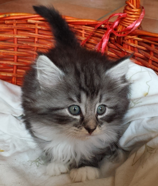 Cucciolo Gatto delle Foreste Norvegesi disponibile Uma 6 b