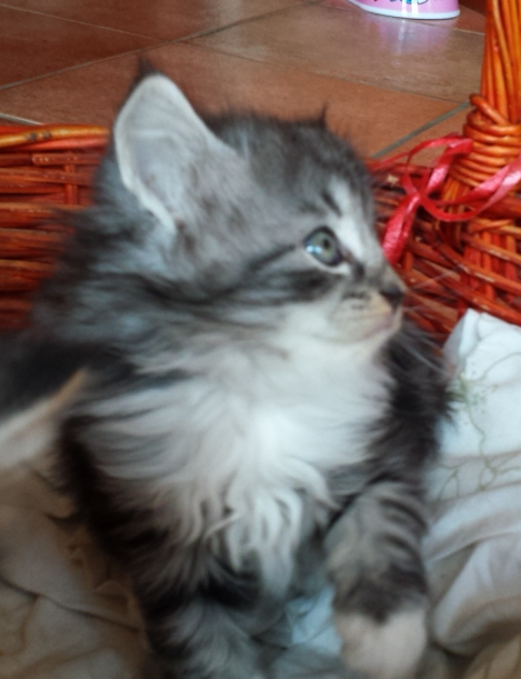 Cucciolo Gatto delle Foreste Norvegesi disponibile Uma 6 c
