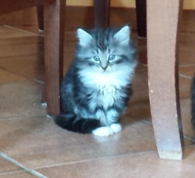 Cucciolo Gatto delle Foreste Norvegesi disponibile Uma 6 e