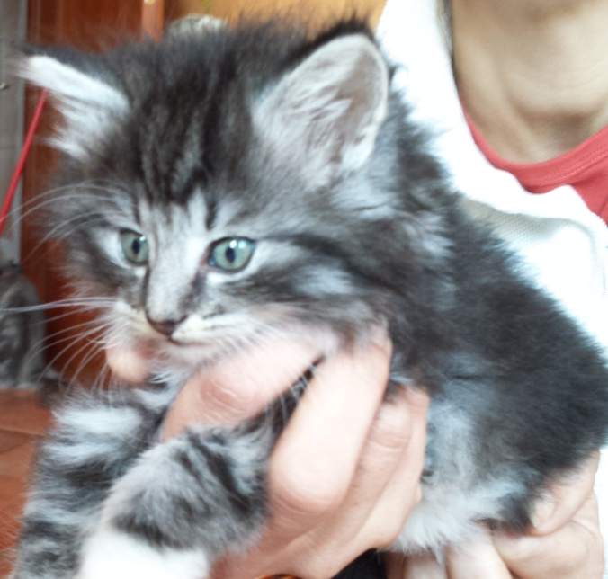 Cucciolo Gatto delle Foreste Norvegesi disponibile Umea 6 a