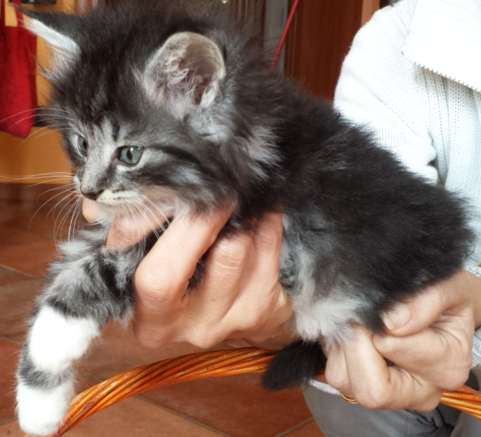 Cucciolo Gatto delle Foreste Norvegesi disponibile Umea 6 b
