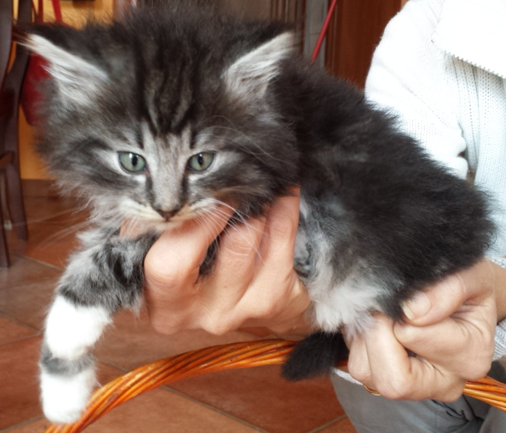 Cucciolo Gatto delle Foreste Norvegesi disponibile Umea 6 c