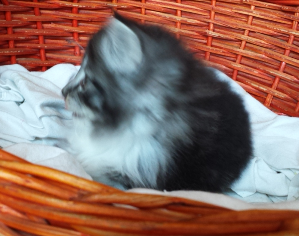 Cucciolo Gatto delle Foreste Norvegesi disponibile Umea 6 d