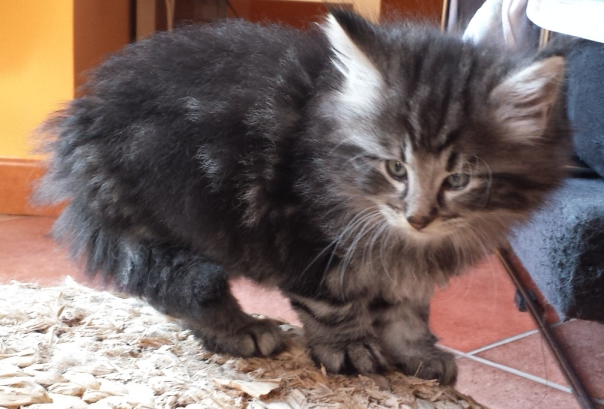 Cucciolo Gatto delle Foreste Norvegesi disponibile Urime 6 a