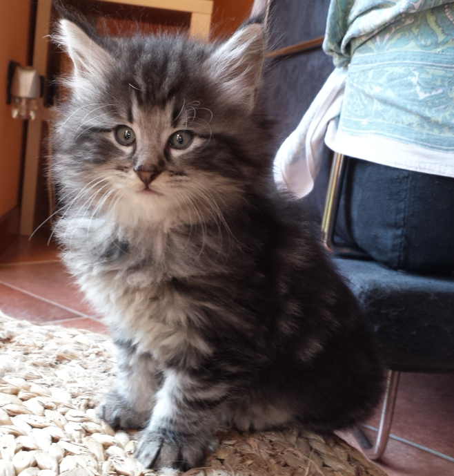 Cucciolo Gatto delle Foreste Norvegesi disponibile Urime 6 b