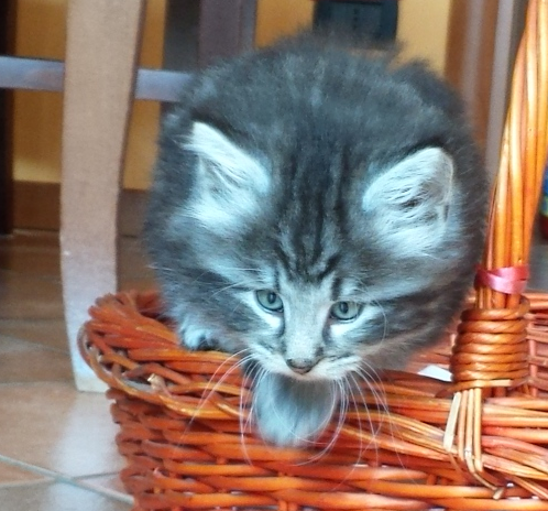 Cucciolo Gatto delle Foreste Norvegesi disponibile Urime 6 c