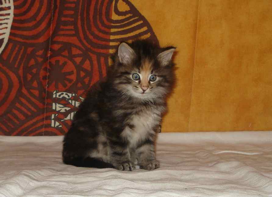 Cucciolo Gatto delle Foreste Norvegesi disponibile Vega 7b