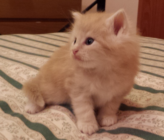 Cucciolo Gatto delle Foreste Norvegesi disponibile Venerdi 5 c