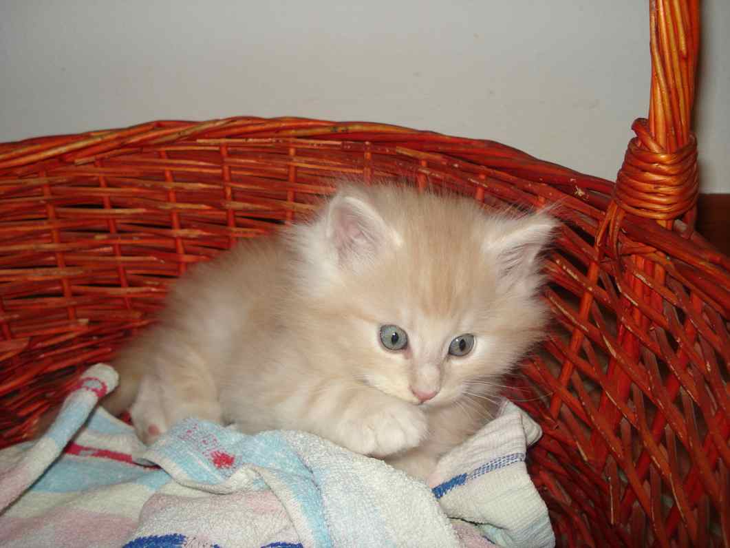 Cucciolo Gatto delle Foreste Norvegesi disponibile Venerdi 7c